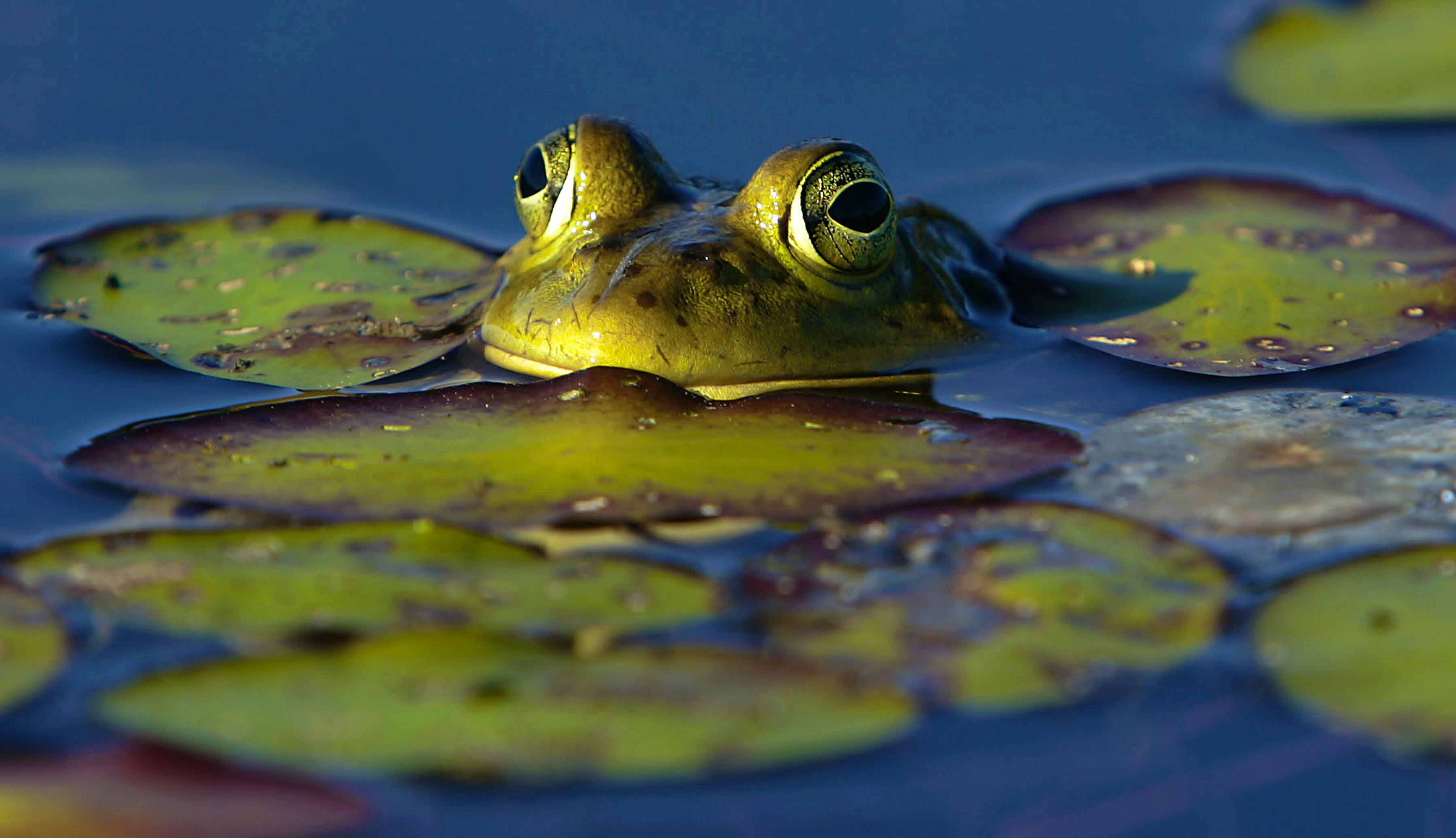 2006.07.16 - Bullfrog Among the Lily Pads - Munsel Lake - Florence - Oregon - Kevin Clark